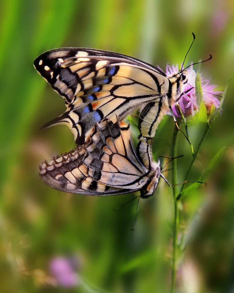 Photograph by Николай Протасеня