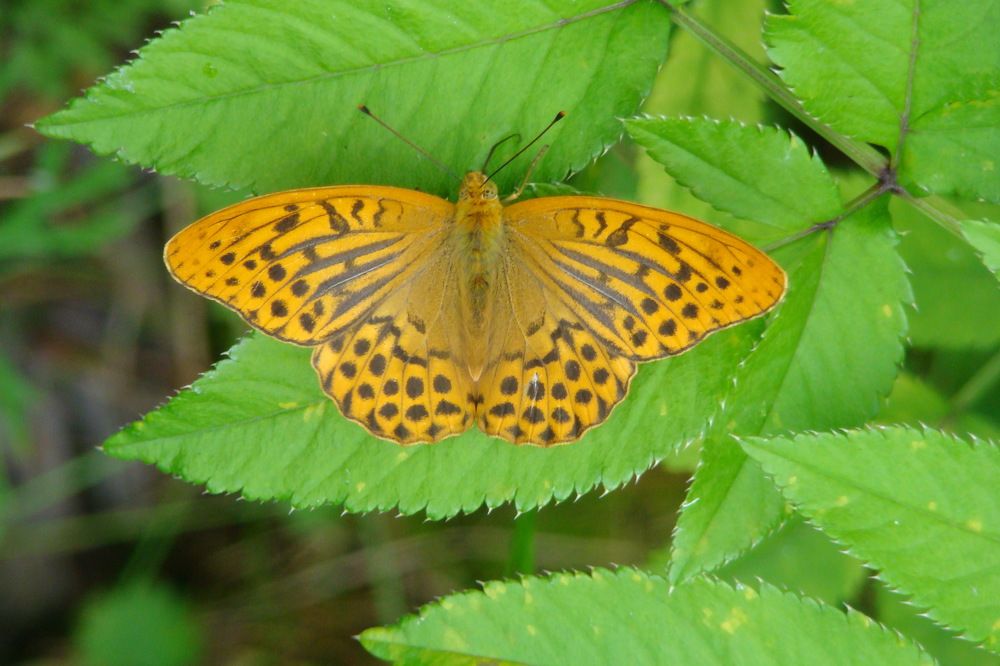 Photograph by Boris Butianov