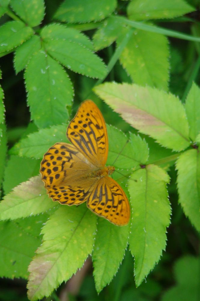 Photograph by Boris Butianov