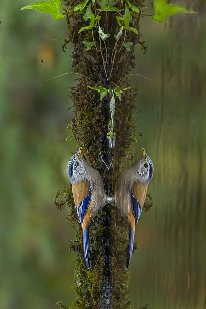 Photograph by Saumi Biswas