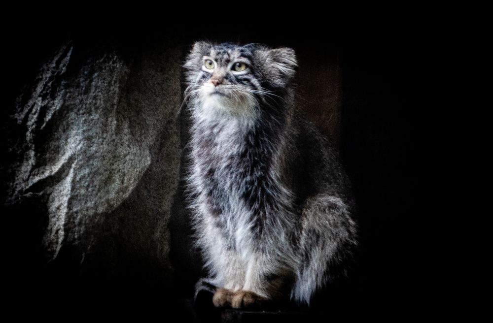 Tikhon the Manul