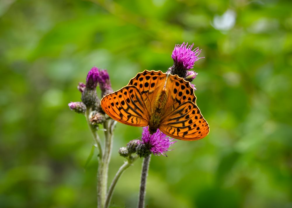 Photograph by Olga Mendosa