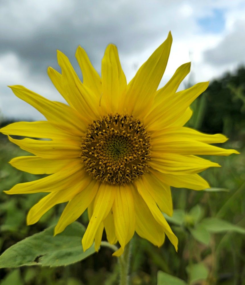 Фотография автора Evgeniya KHOKHLOVA