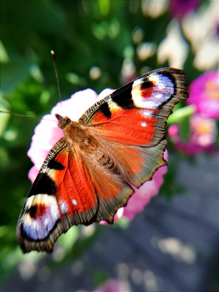 Photograph by Galina Novichkova