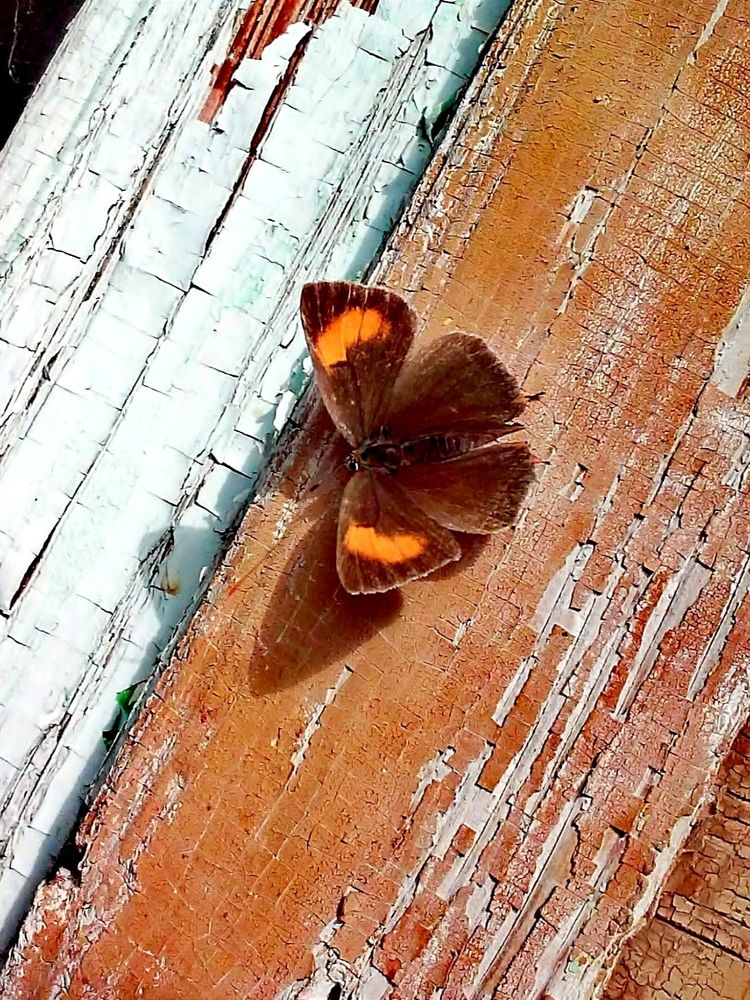 Photograph by Galina Novichkova