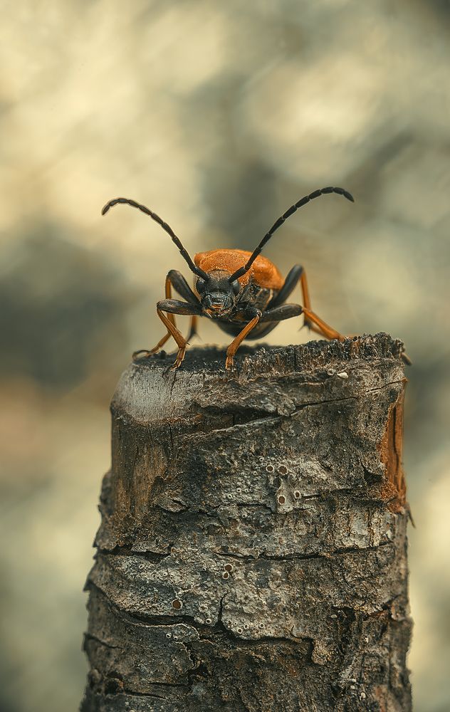 Photograph by Andreyr Rut