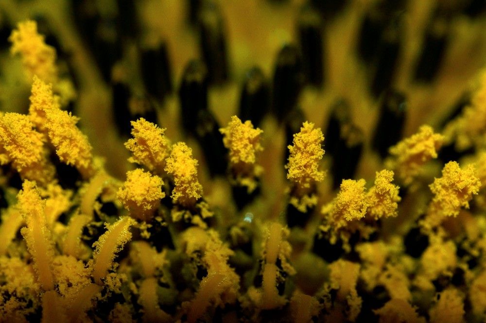 Photograph by Julio Felipe Santo Tomas