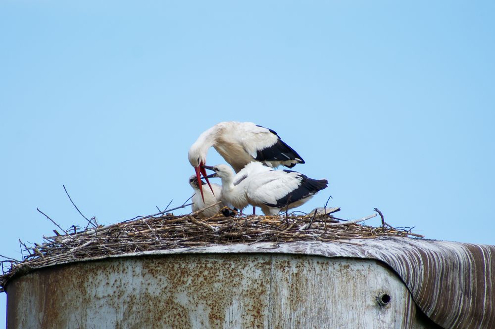 Photograph by Оксана Савенко