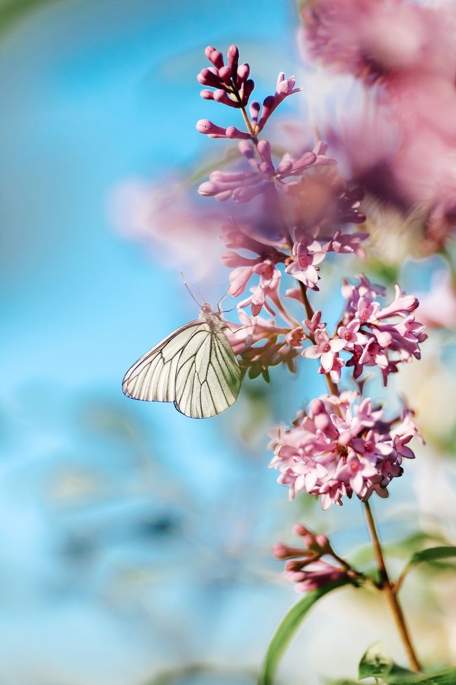 Photograph by Инна Смолякова