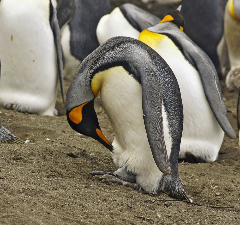 Photograph by Игорь Чупин