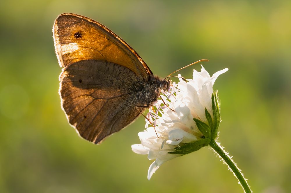 Photograph by Martin Nadymáček