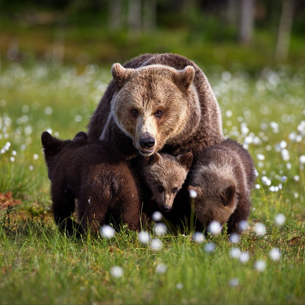 Безотцовщина