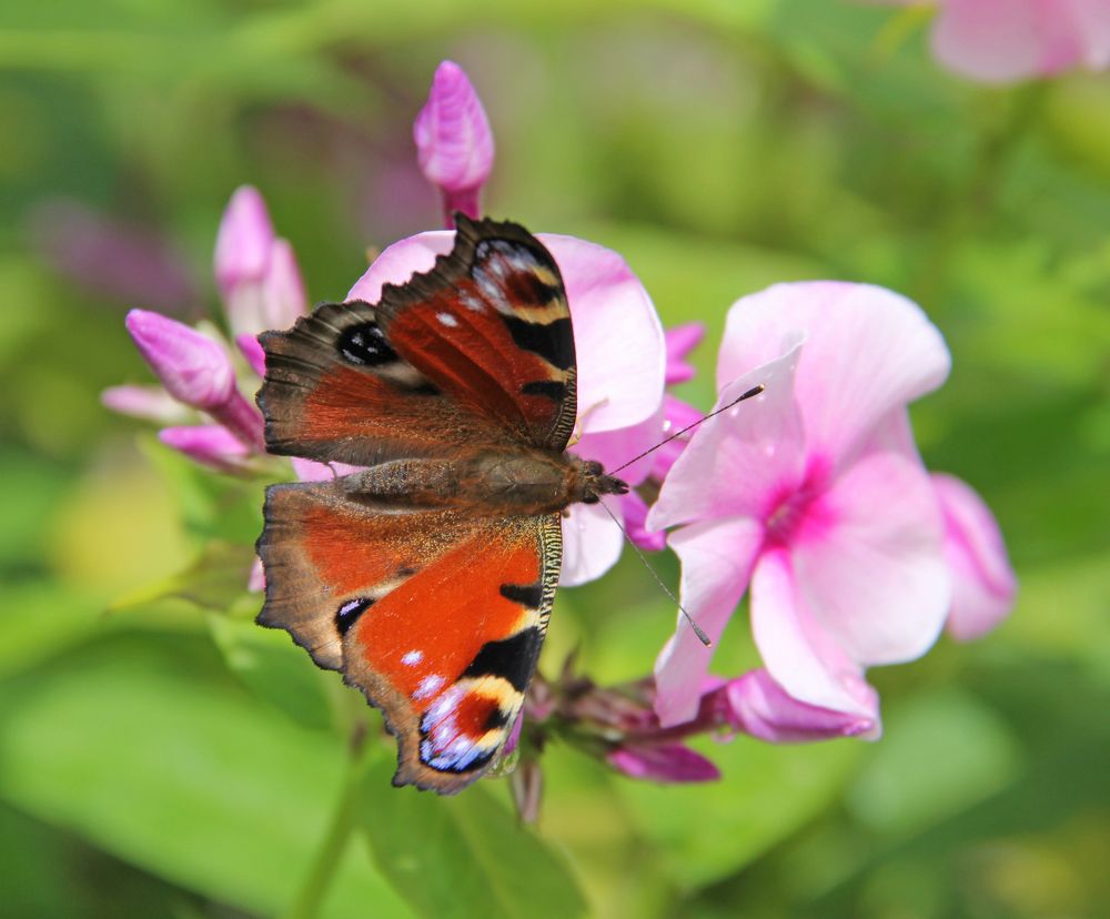 Photograph by Анастасия Северюхина