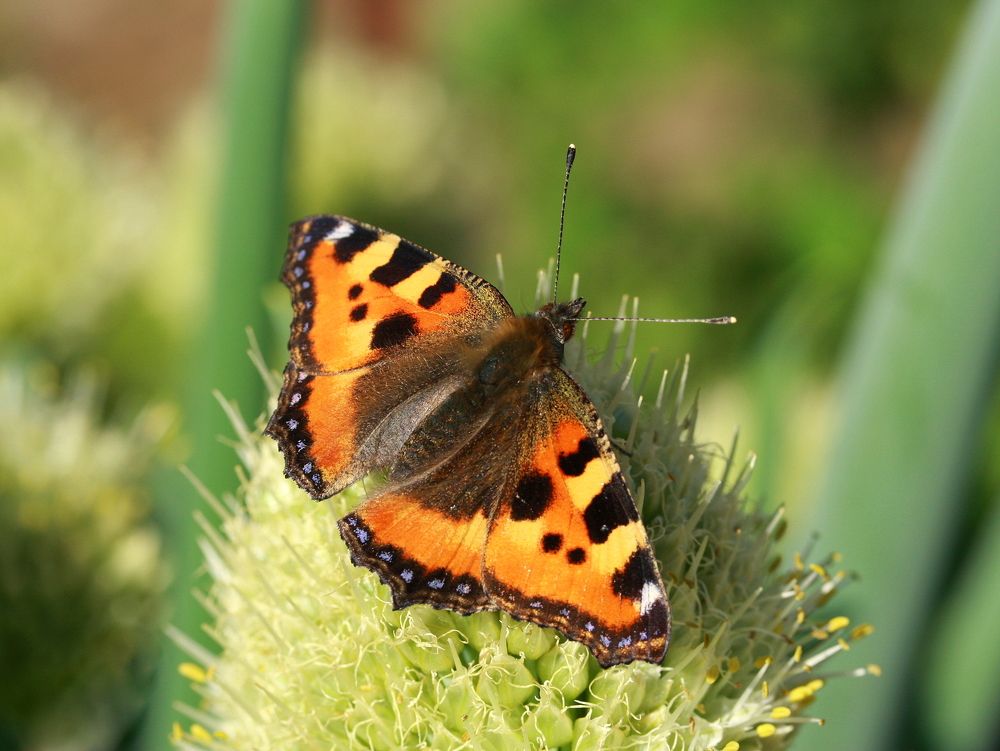 Фотография автора Nelya  Lysenko