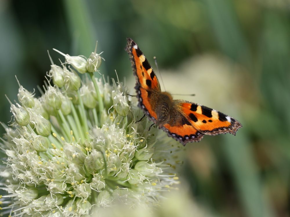 Фотография автора Nelya  Lysenko