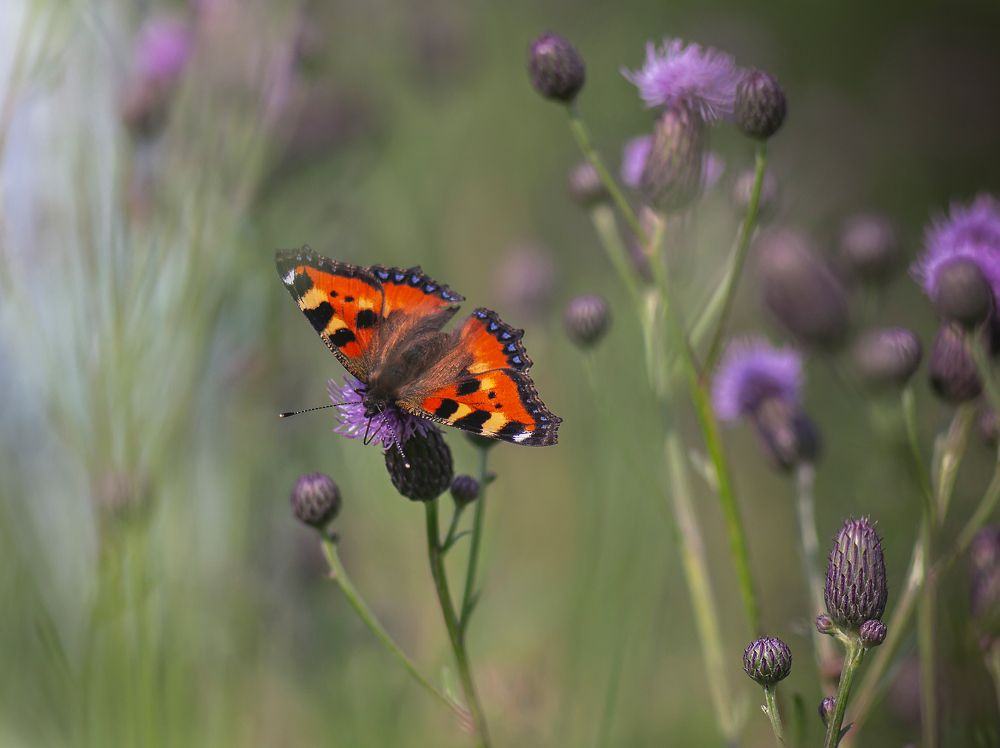 Photograph by Ольга Белова