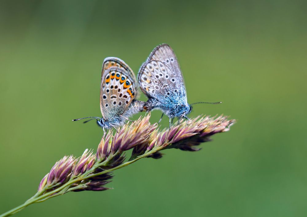 Photograph by Ольга Белова