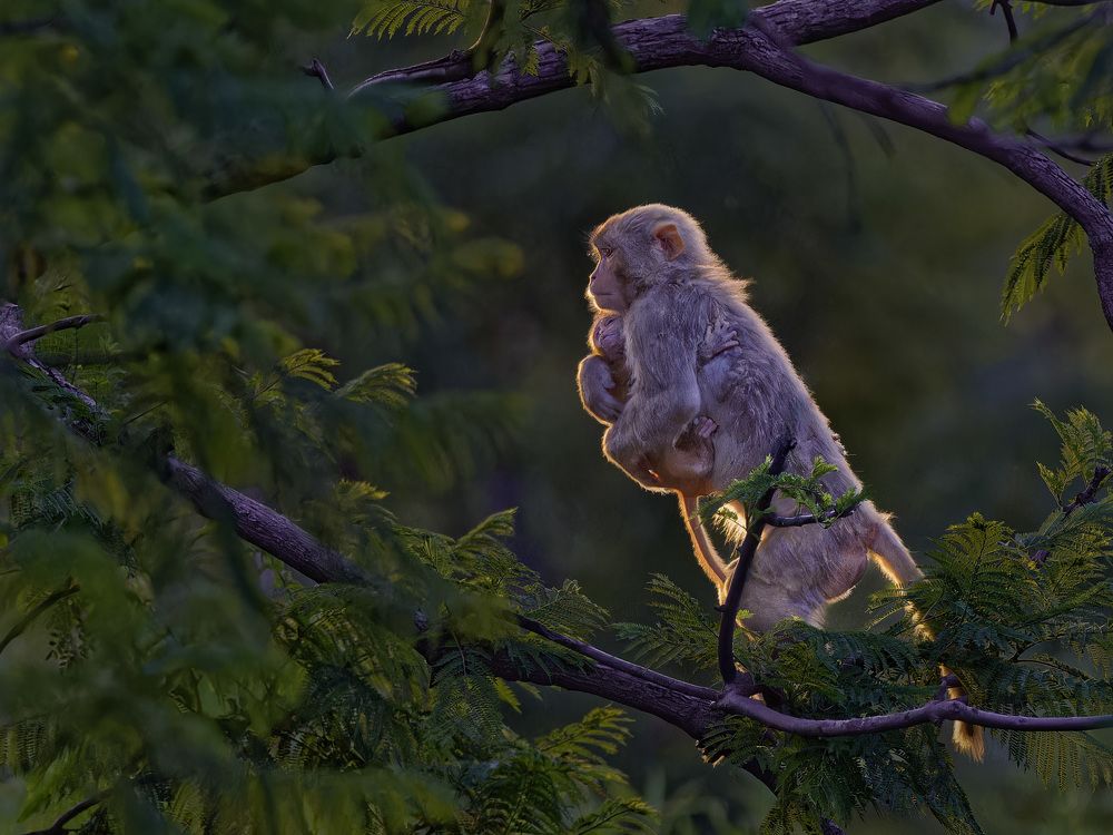 Photograph by RAJESH MAHAJAN