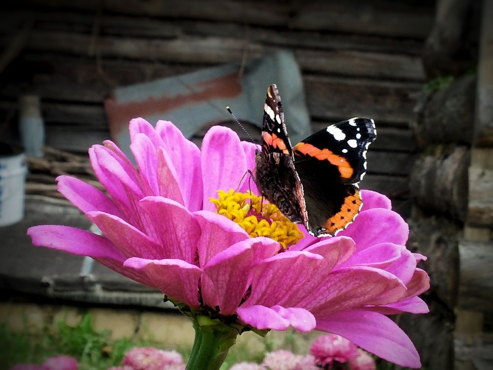 Photograph by Юлия Полуяхтова