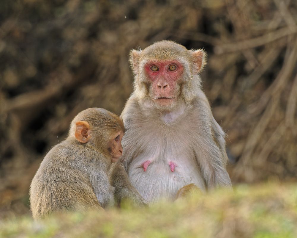 Photograph by RAJESH MAHAJAN