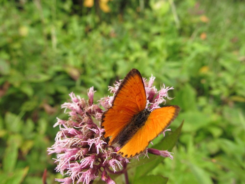 Фотография автора Igors Selivanovs