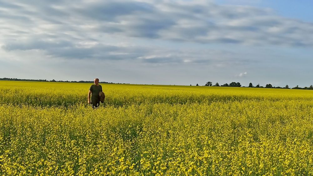 В рапсовом поле