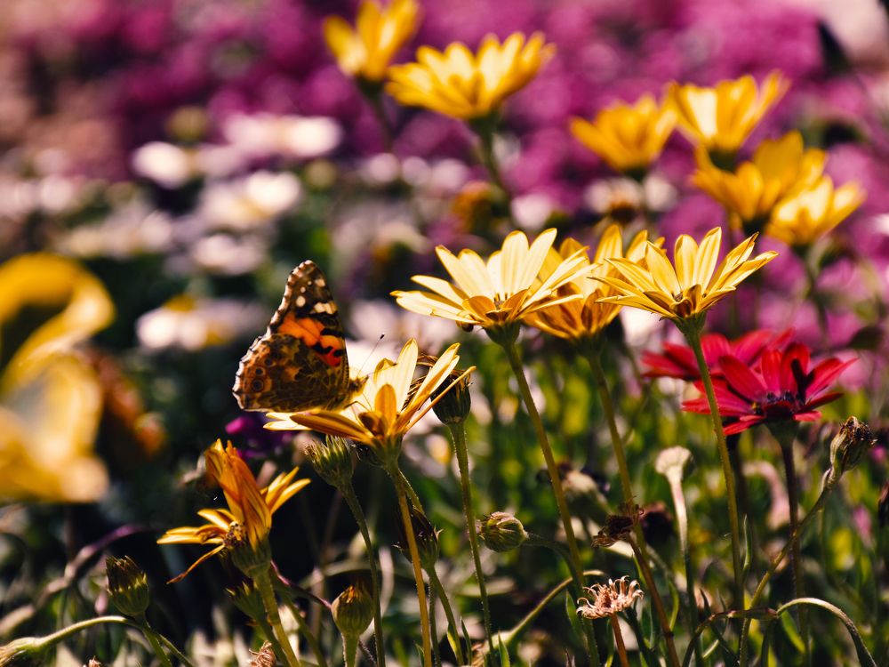 Photograph by samaneh rabbani