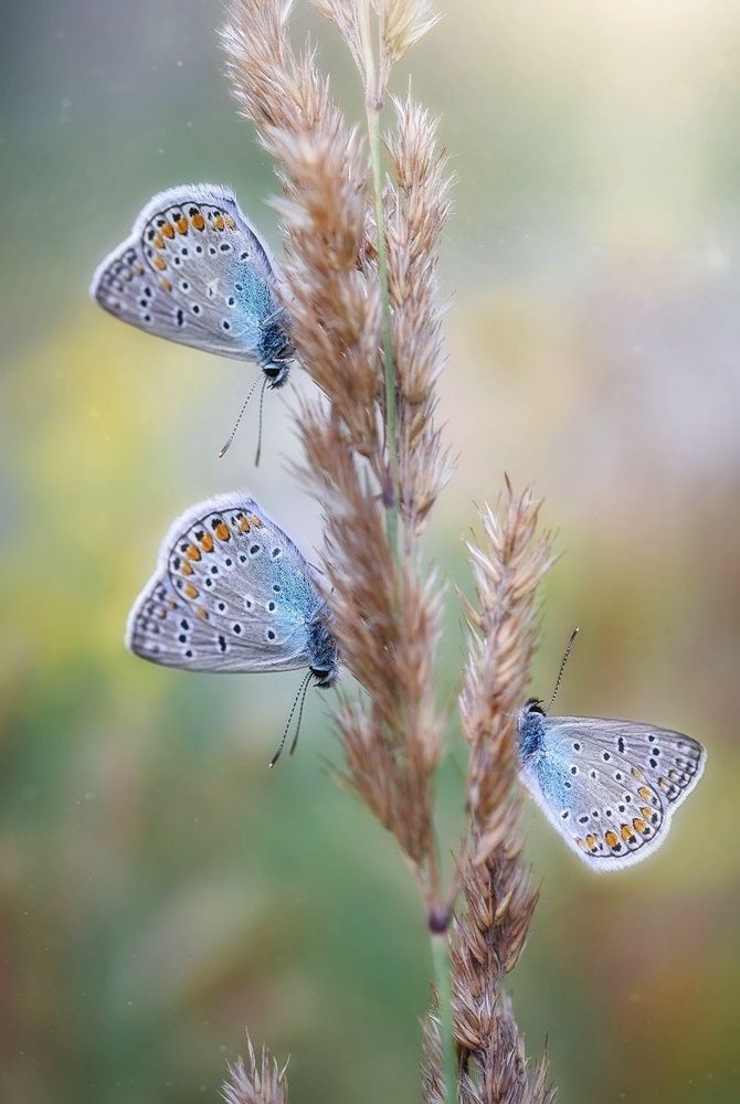 Лесное трио