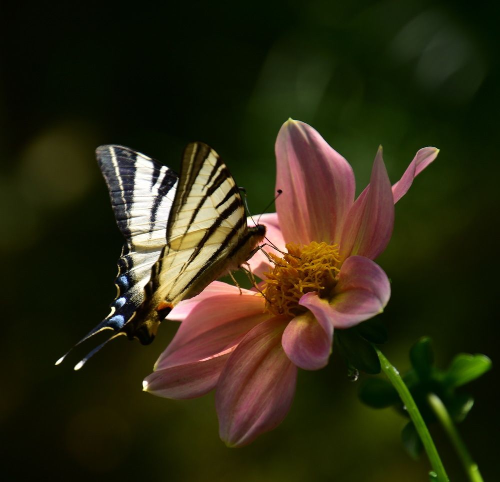 Фотография автора лилия беланова