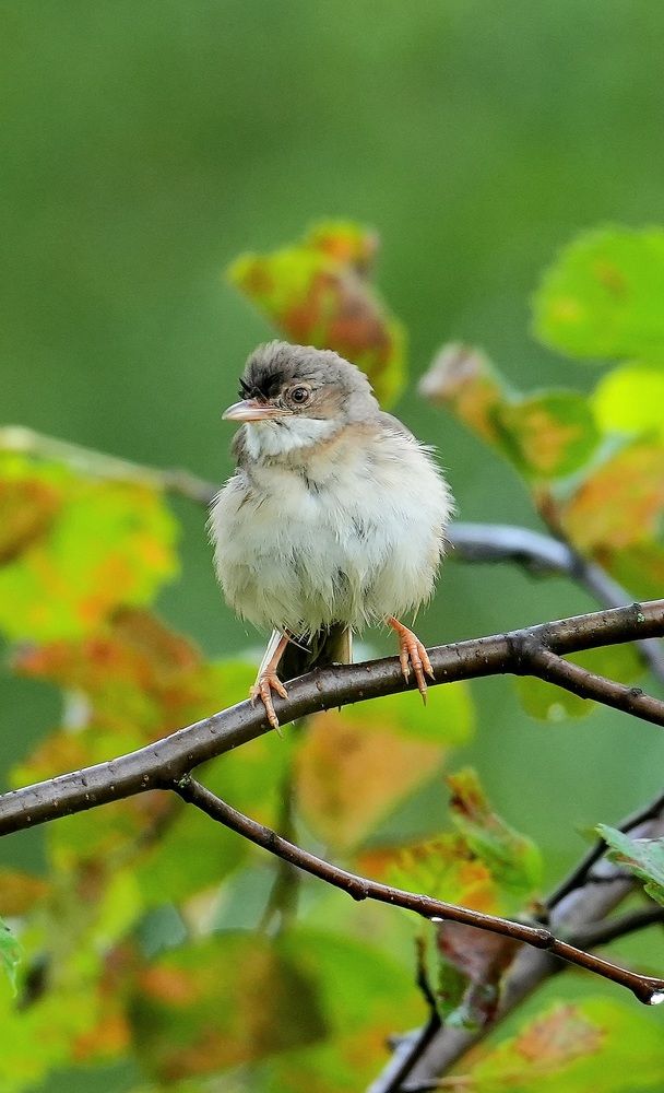 Птичка на ветке