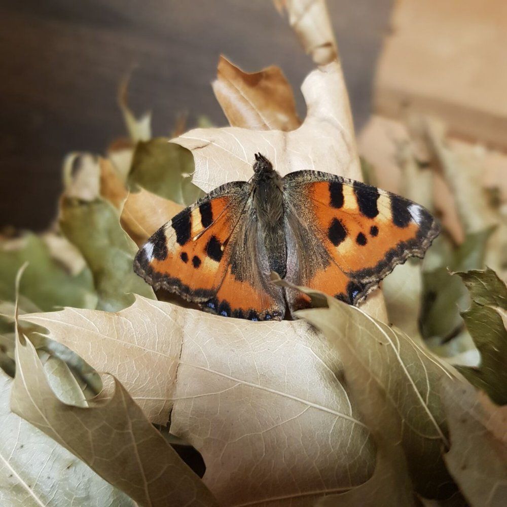 Photograph by Елена Ямнюк