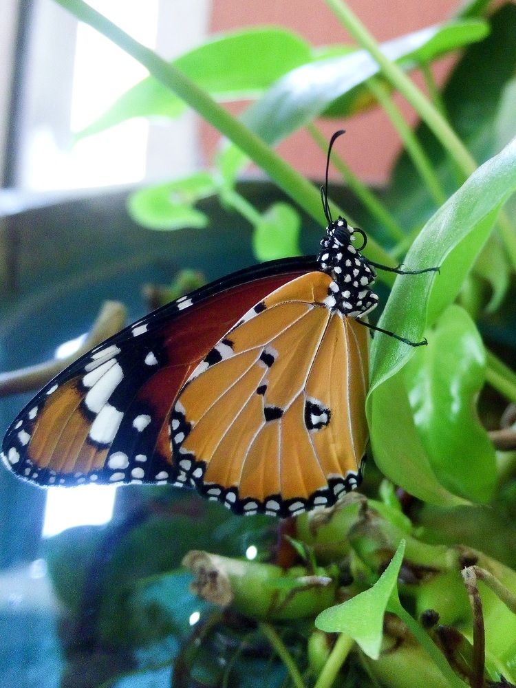 Photograph by Mathew Nishanth A