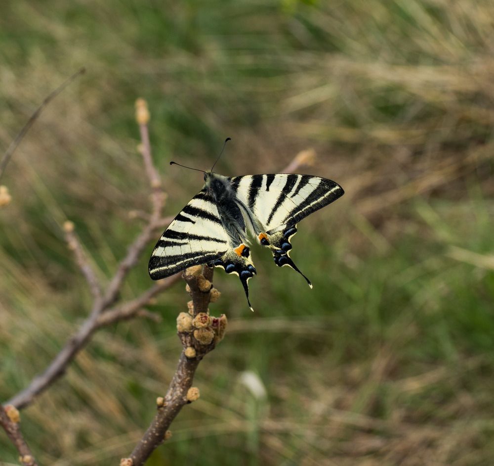 Photograph by Олег Башкуров