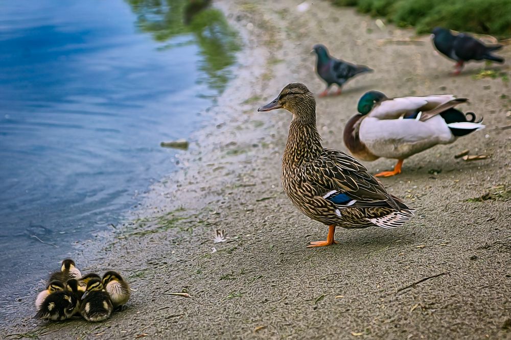 Photograph by Игорь Хижняк