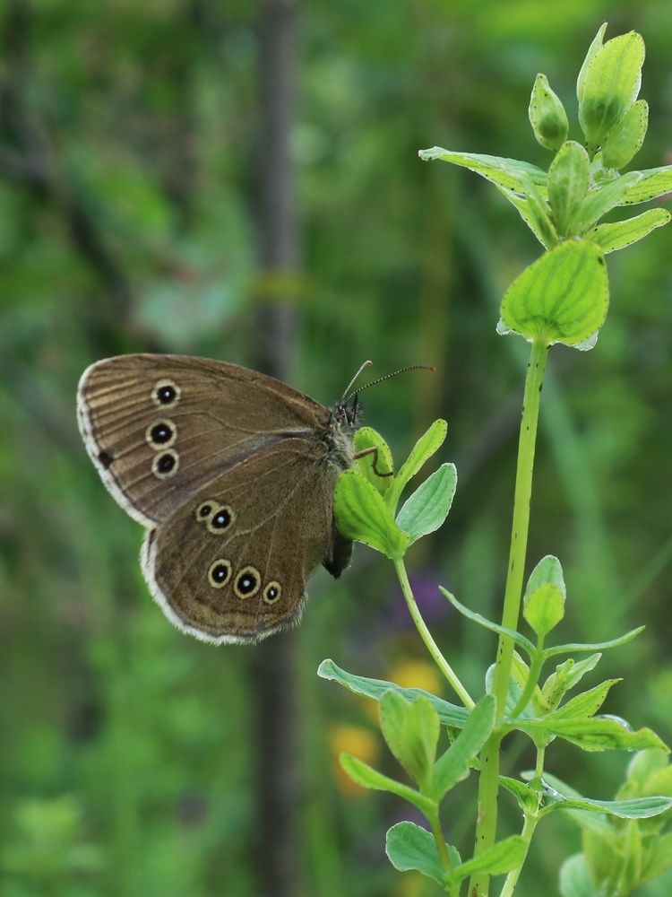 Photograph by Ирина Корабельникова