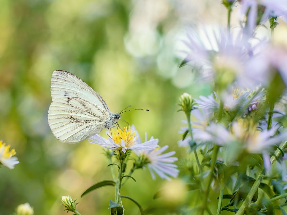 Photograph by Олег Милеев (Каминцев)