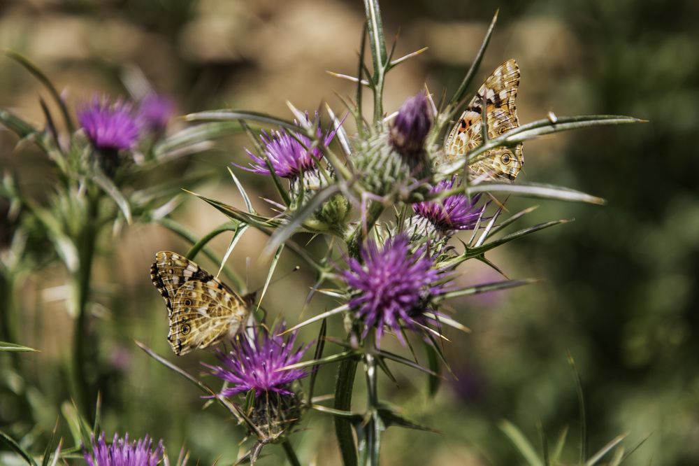 Photograph by ALIYE RAHSAN KARABETCA