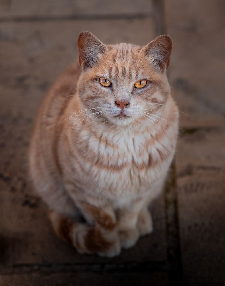 Photograph by David Torres Alcázar