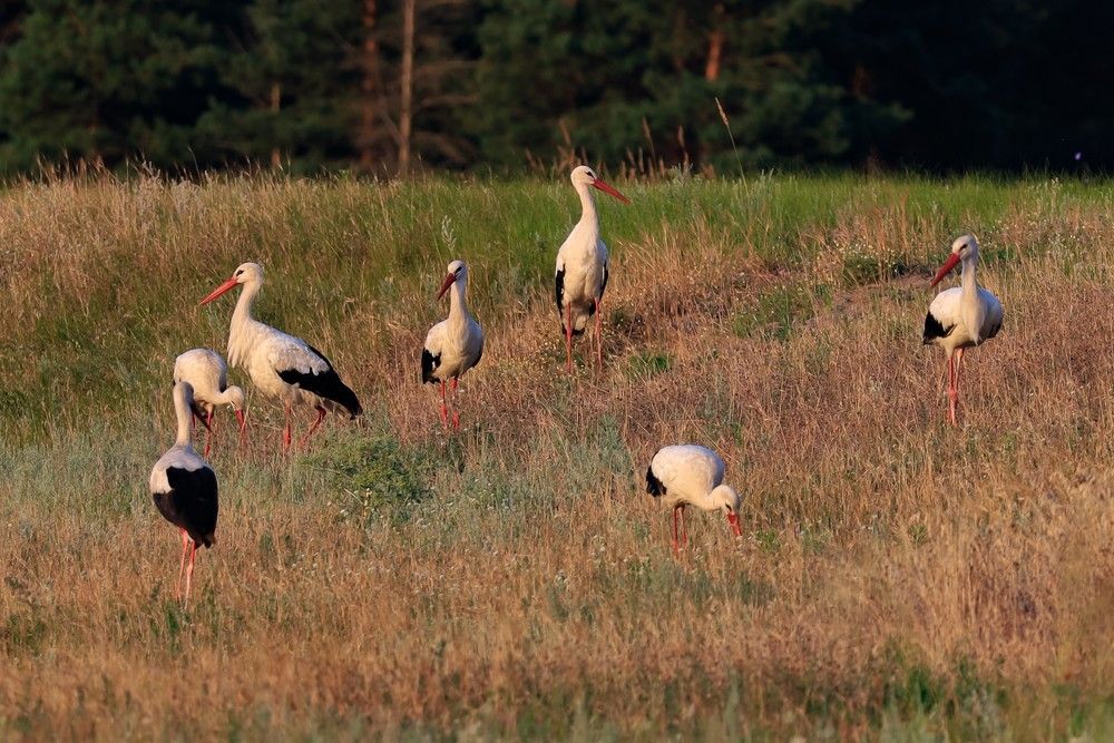 Photograph by Сергей Конюшенко