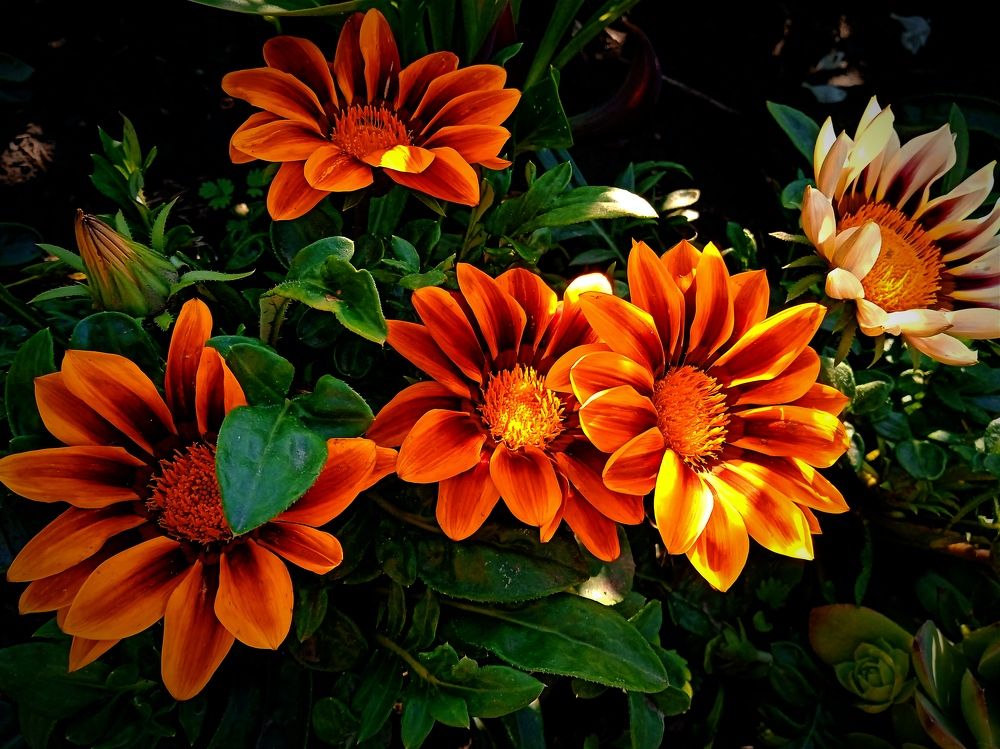 Photograph by Нина Мехнина