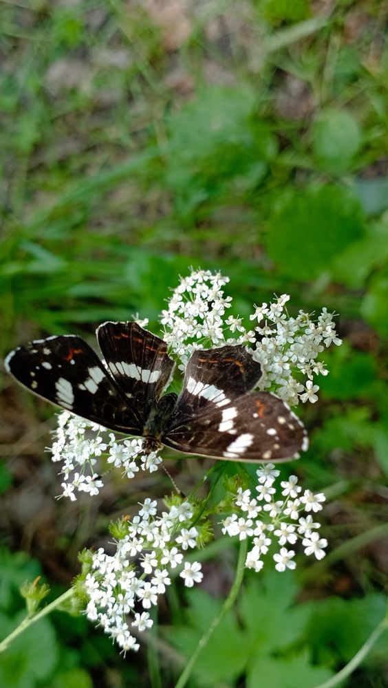 Photograph by Анастасия Кичигина
