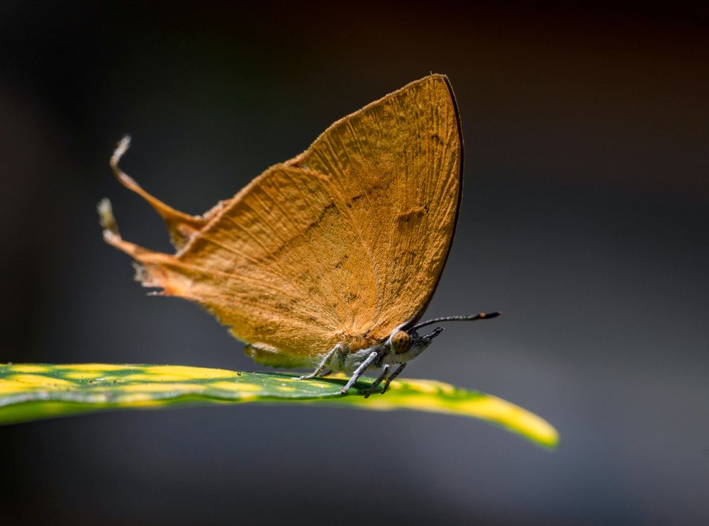 Photograph by Rachana madhav