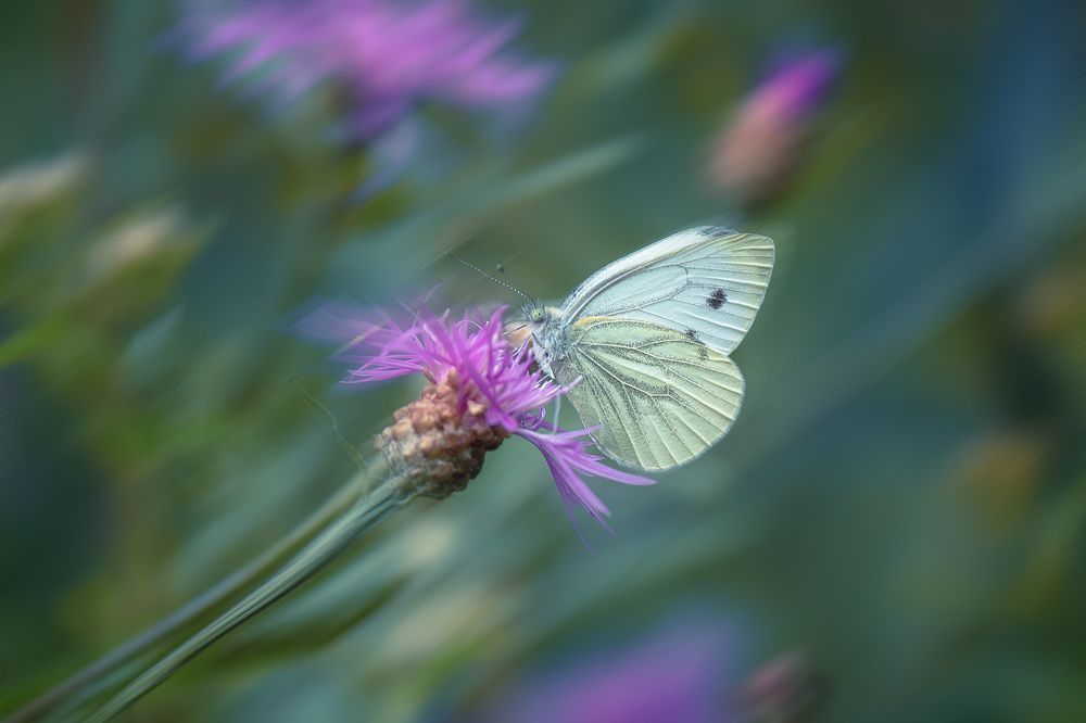 Photograph by Светлана Ржевская