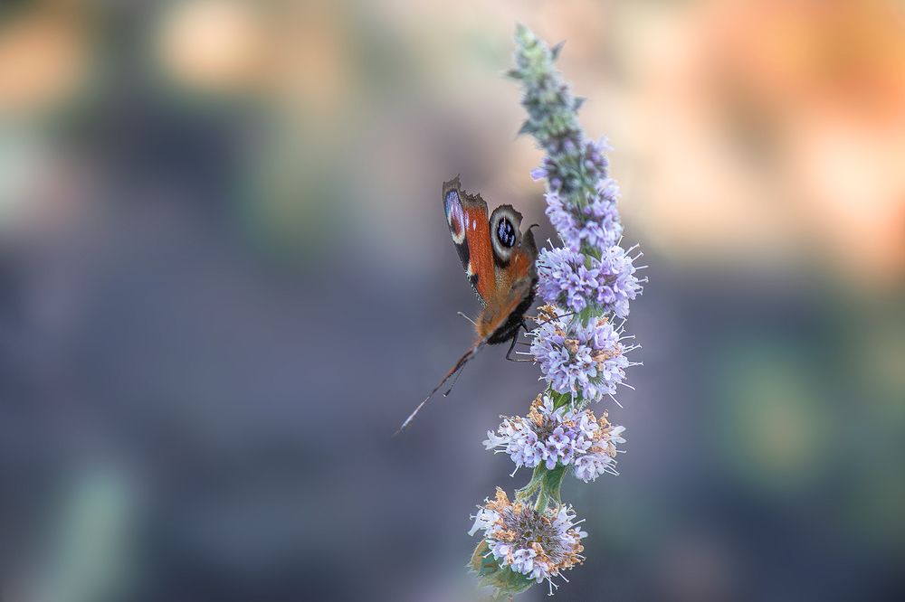 Photograph by Светлана Ржевская