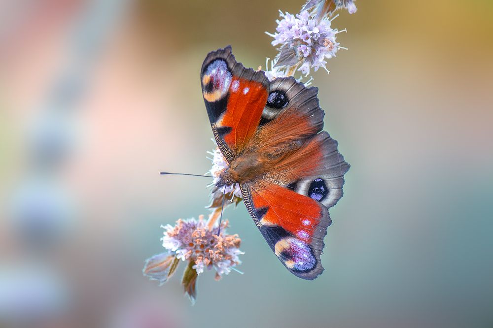 Photograph by Светлана Ржевская