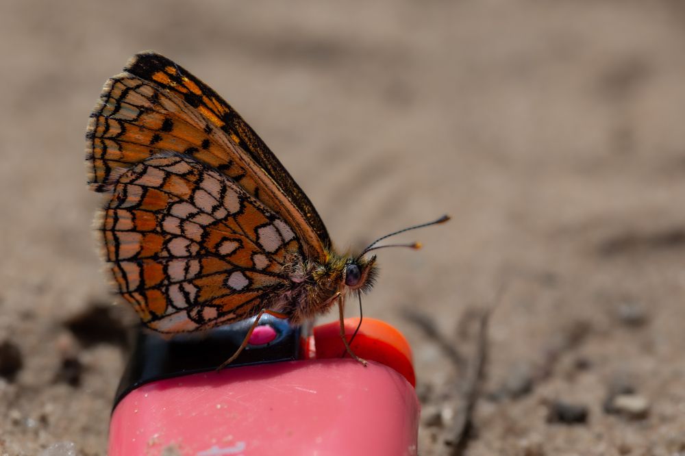 Photograph by Armands Andžāns