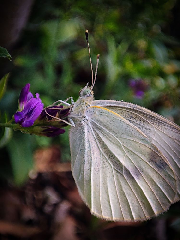 Photograph by mahdi roozbahani