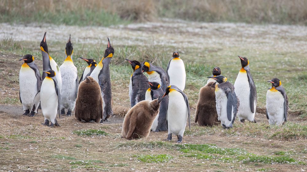 Фотография автора Carlos Gianoli