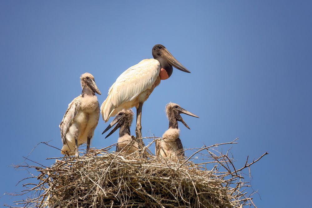 Фотография автора Carlos Gianoli