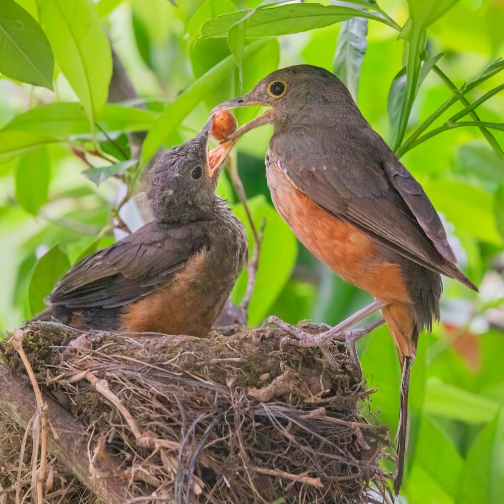 Фотография автора Carlos Gianoli